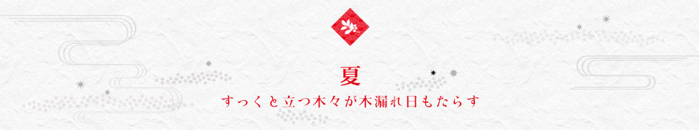 夏 すっくと立つ木々が木漏れ日もたらす